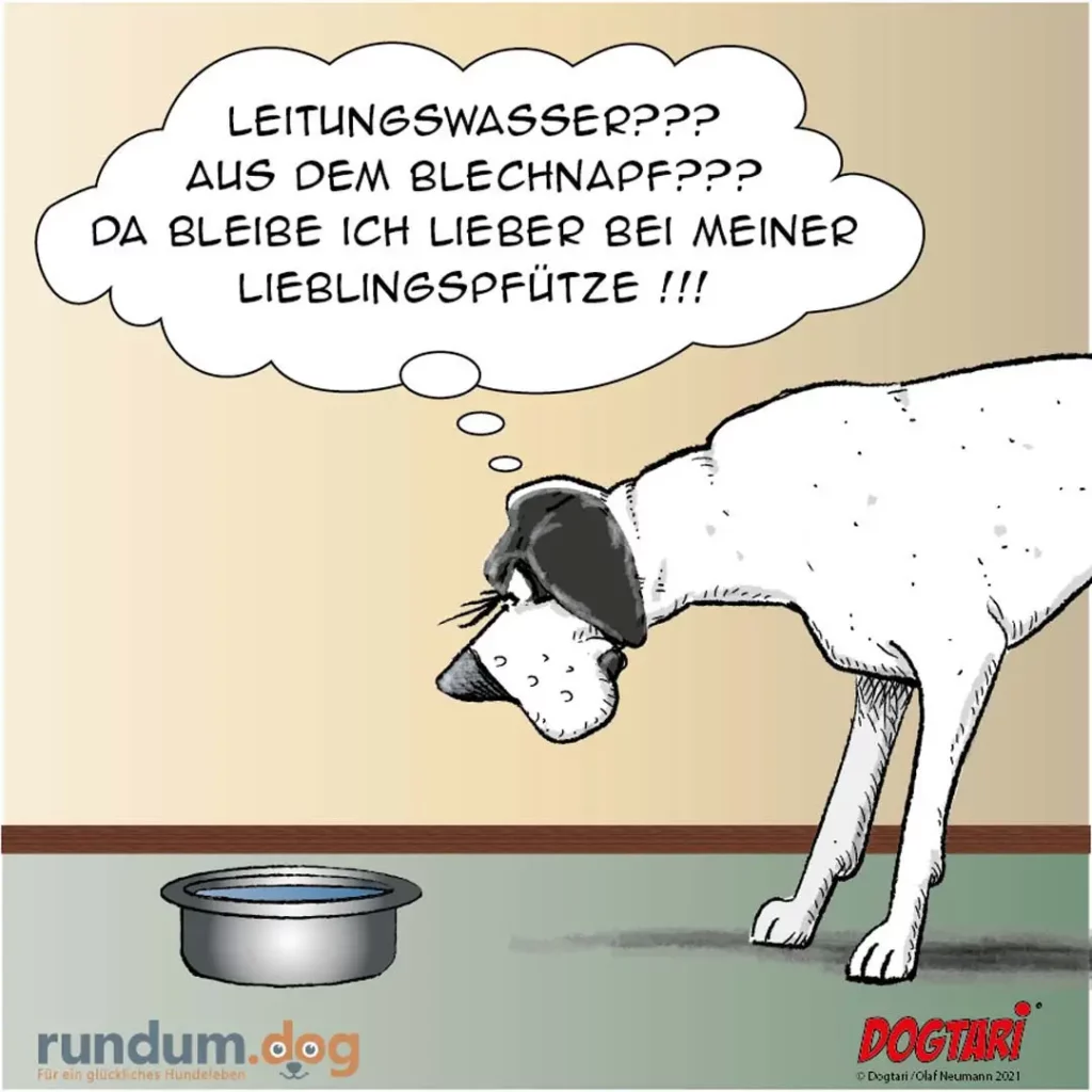 Weisser Hund mit schwarzem Kopf beugt sich über Wassernapf, denkt: Leitungswasser aus dem Blechnapf? Bleibe lieber bei meiner Lieblingspfütze!