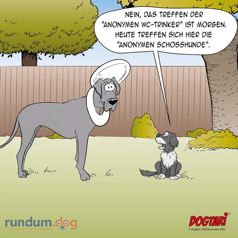 Grosser Hund mit Halskrause spricht zu kleinerem Hund: «Nein, das Treffen der Anonymen WC-Trinker ist morgen. Heute treffen sich hier die Anonymen Schosshunde.»