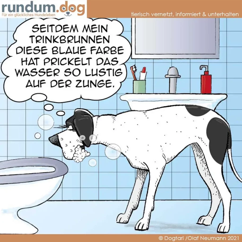 Schwarz-weisser Hund trinkt aus der Toilette im Badezimmer, Gedankenblase: «Seitdem mein Trinkbrunnen diese blaue Farbe hat, prickelt das Wasser so lustig auf der Zunge»