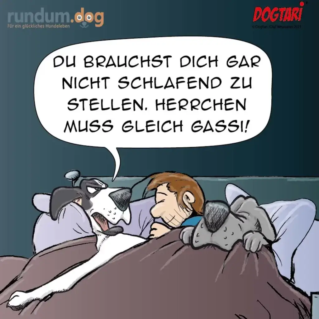 Hund liegt im Bett neben schlafendem Halter und sagt: Du brauchst dich gar nicht schlafend zu stellen, Herrchen muss gleich gass!