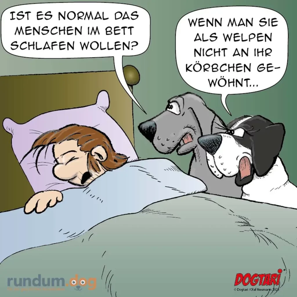 Frau liegt im Bett, zwei Hunde schauen sie an. Frau fragt, ob es normal ist, dass Menschen im Bett schlafen wollen. Hund antwortet, dass er nicht im Körbchen wohnt.