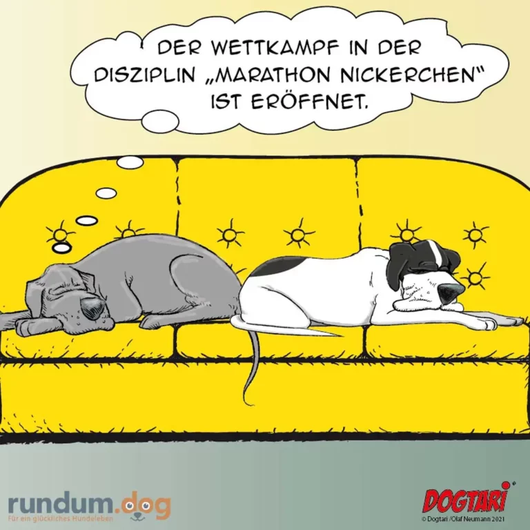 Zwei Hunde liegen erschöpft nebeneinander auf gelbem Sofa in praller Sonne, einer schnauft, der andere trägt eine Augenklappe