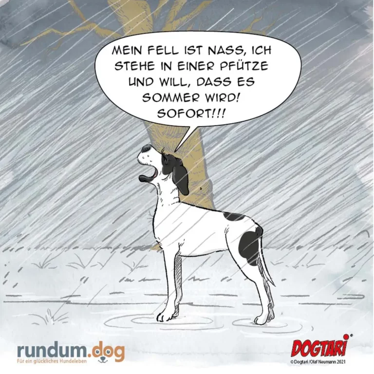 Schwarz-weisser Hund steht im Regen unter einem Baum und schaut nach oben, Sprechblase mit Text