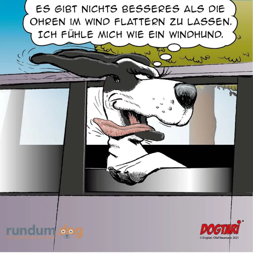 Schwarz-weisser Hund sitzt im Auto mit fliegenden Ohren im Wind, Zunge aus dem Maul, sagt «Es gibt nichts Besseres als die Ohren im Wind flattern zu lassen»