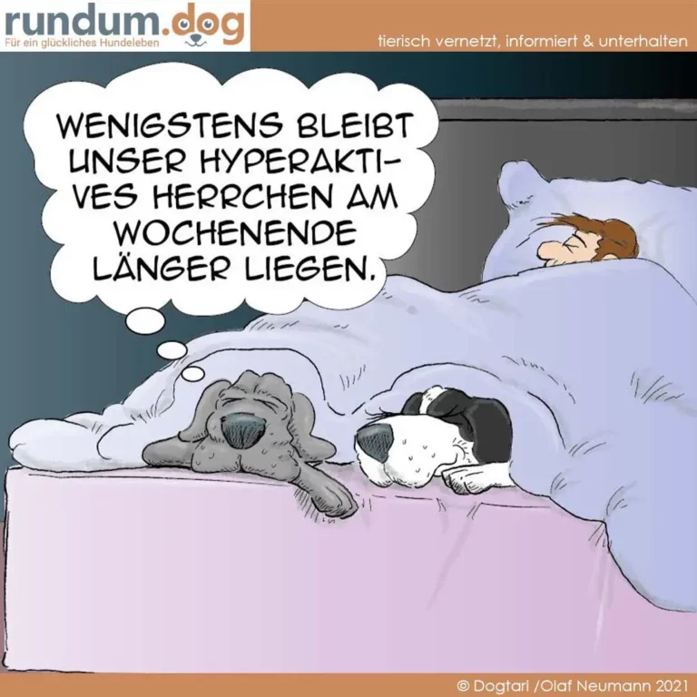 Zwei Hunde liegen im Bett neben einem schlafenden Kind, einer denkt: 'Wenigstens bleibt unser hyperaktives Herrchen am Wochenende länger liegen'