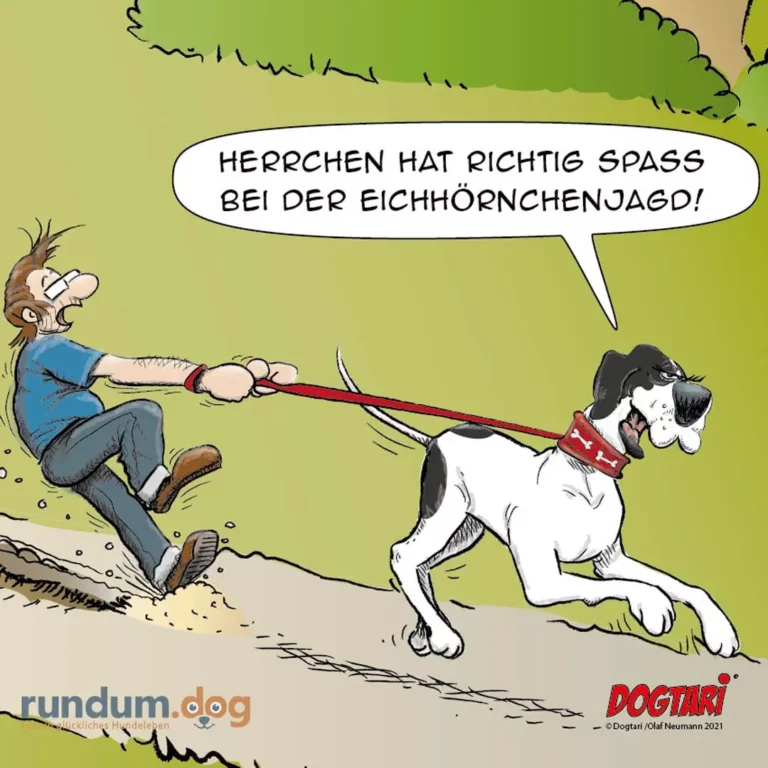 Halter wird von schwarzweissem Hund an der Leine mitgezogen, Halter rutscht im Sand, Sprechblase: «Herrchen hat richtige Spass bei der Eichhörnchenjagd!»