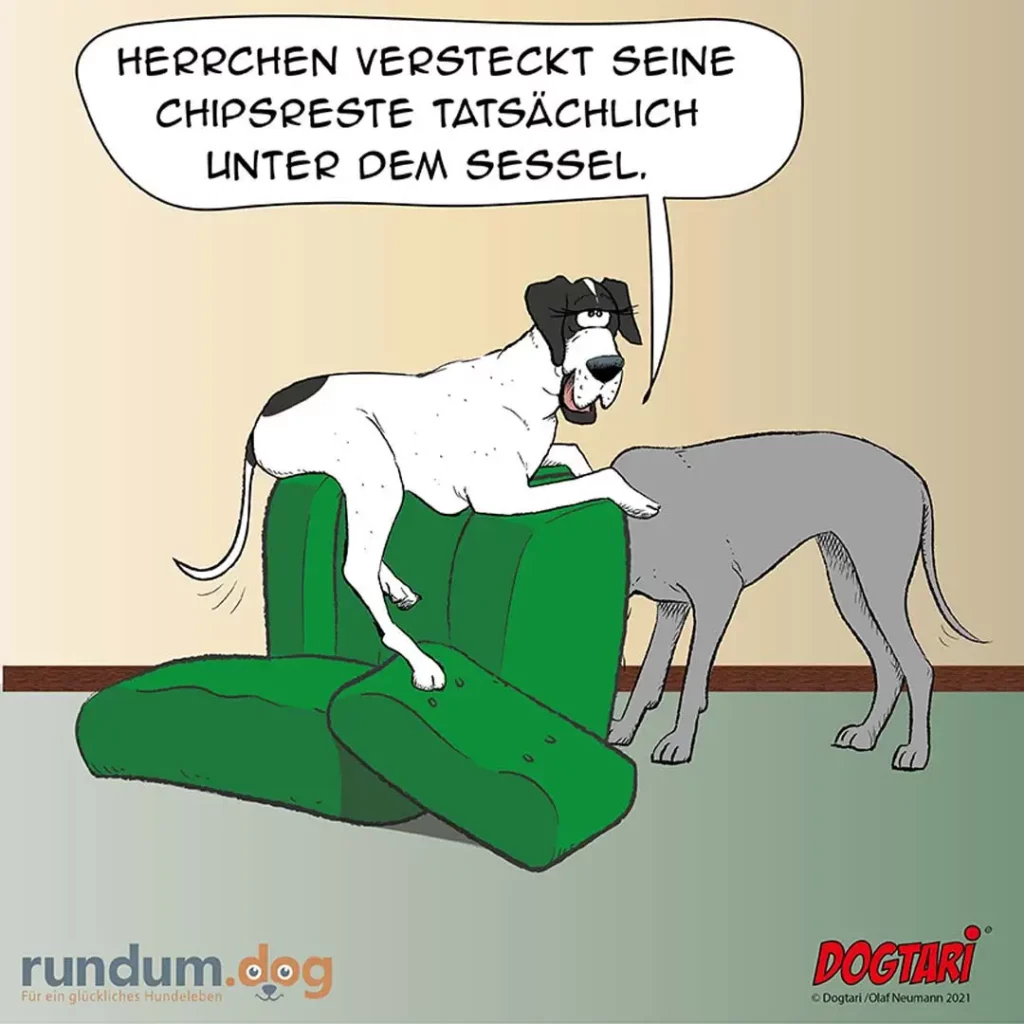 Schwarz-weisser Hund sitzt auf grünem Sessel und versteckt Chipsreste unter dem Kissen, grauer Hund schaut zu