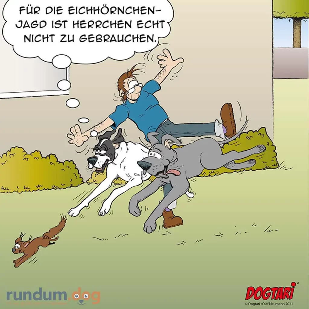 Halter wird von zwei Hunden bei der Eichhornchenjagd mitgerissen und verliert die Kontrolle, während ein Eichhornchen davonläuft