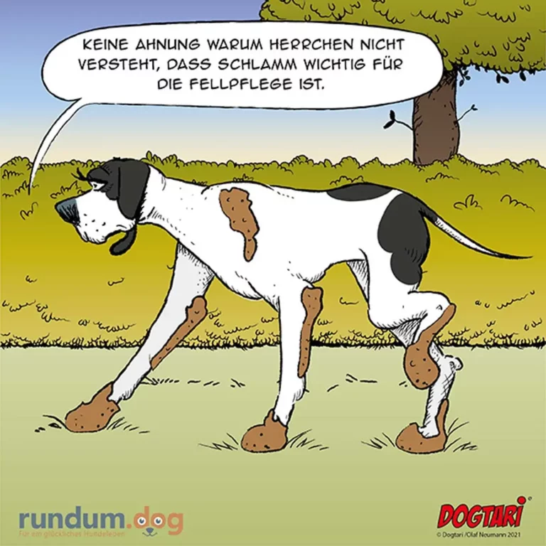 Weiss-schwarzer Hund mit Schlamm an allen vier Pfoten und dem Bauch steht im Gras, sprechblase: «Keine Ahnung warum Herrchen nicht versteht, dass Schlamm wichtig für die Fellpflege ist.»
