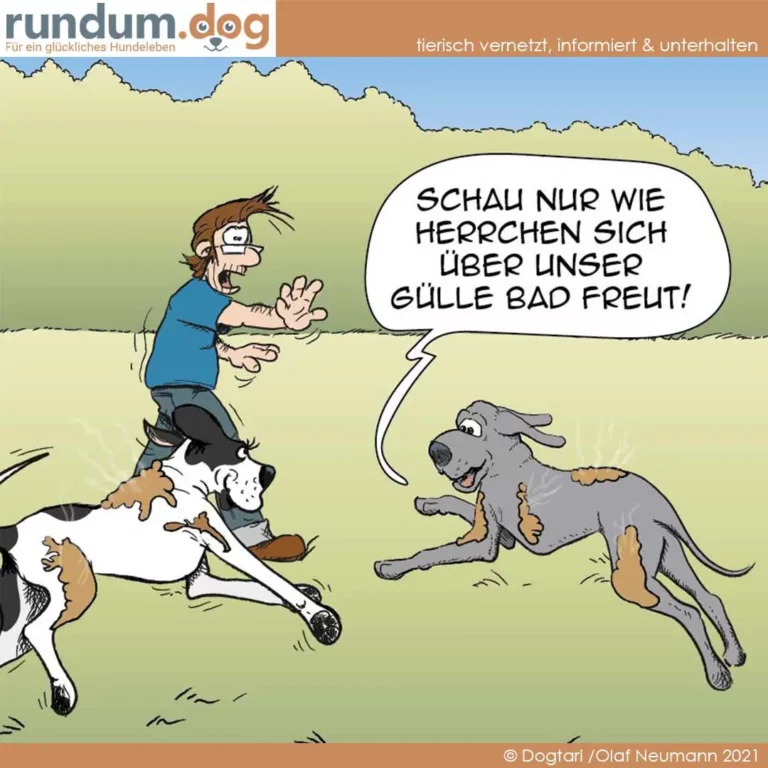Mann läuft mit zwei Hunden im Freien, schaut panisch zurück und ruft etwas, während ein grauer Hund fröhlich vorneweg springt