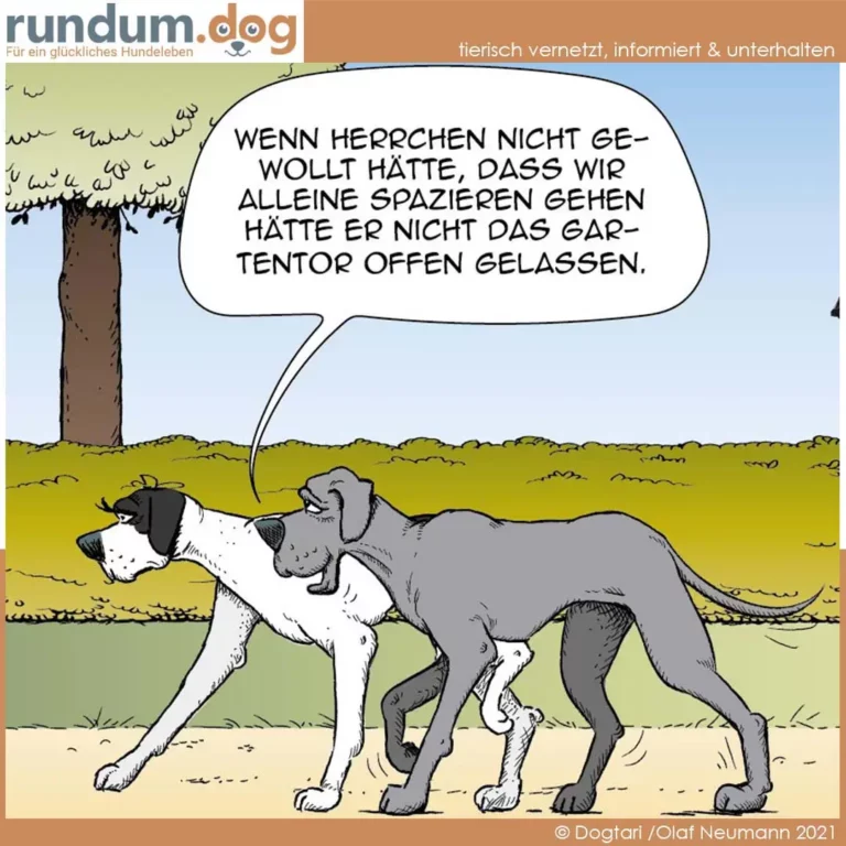 Zwei Hunde beim Spaziergang, der graue Hund spricht zum schwarzweissen Hund