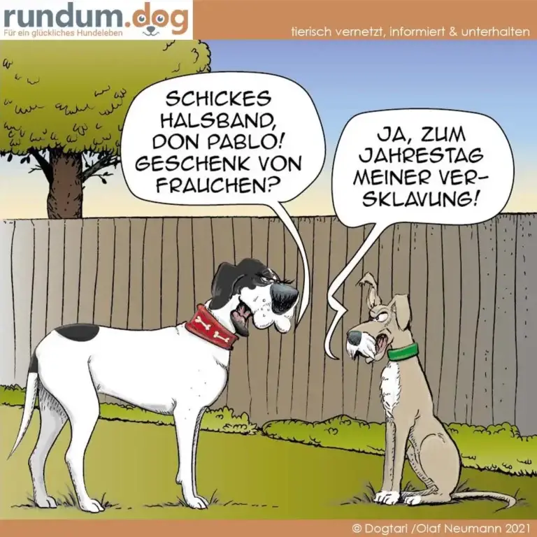 Grosser Hund mit rotem Halsband spricht zu kleinerem Hund mit grünem Halsband im Garten hinter Zaun