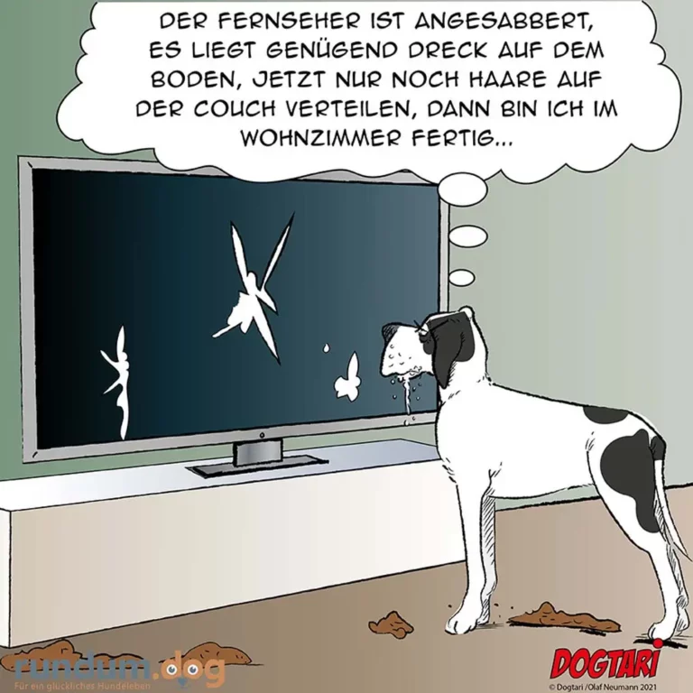 Weiss-schwarzer Hund sitzt vor dem Fernseher und schaut konzentriert auf den Bildschirm, wo blitzende weisse Punkte zu sehen sind. Der Hund tropft Speichel.