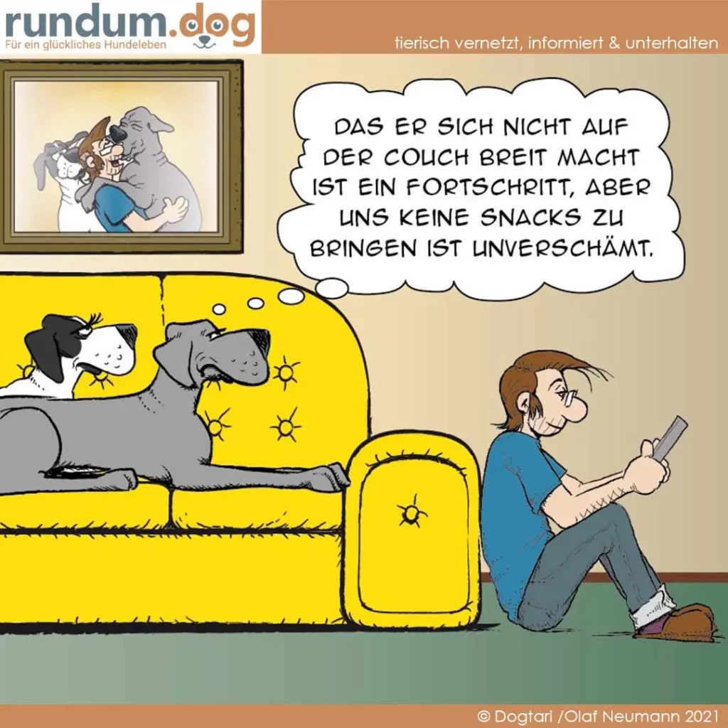 Zwei Hunde liegen auf gelbem Sofa in der Sonne, eine Frau sitzt daneben mit Tablet und schaut genervt