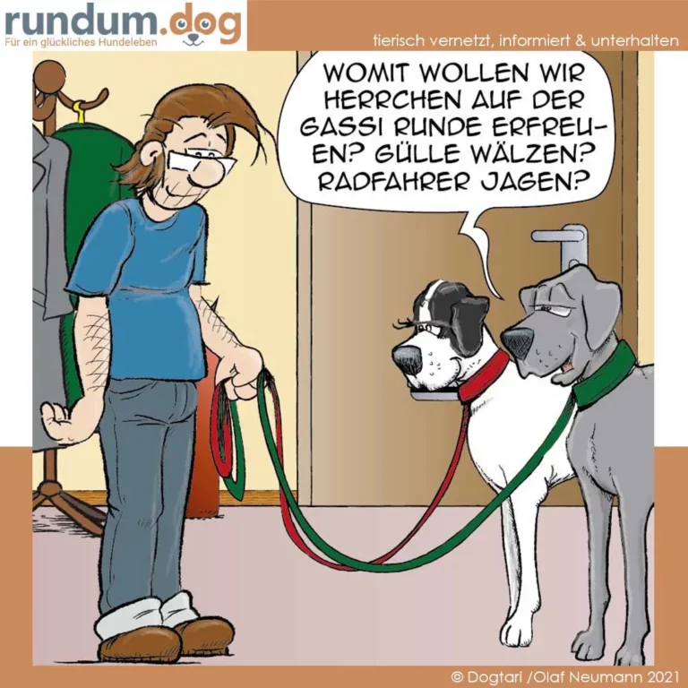 Halter mit zwei Hunden an der Leine fragt sie, wo sie herumrennen wollen – die Hunde schauen sich fragend an