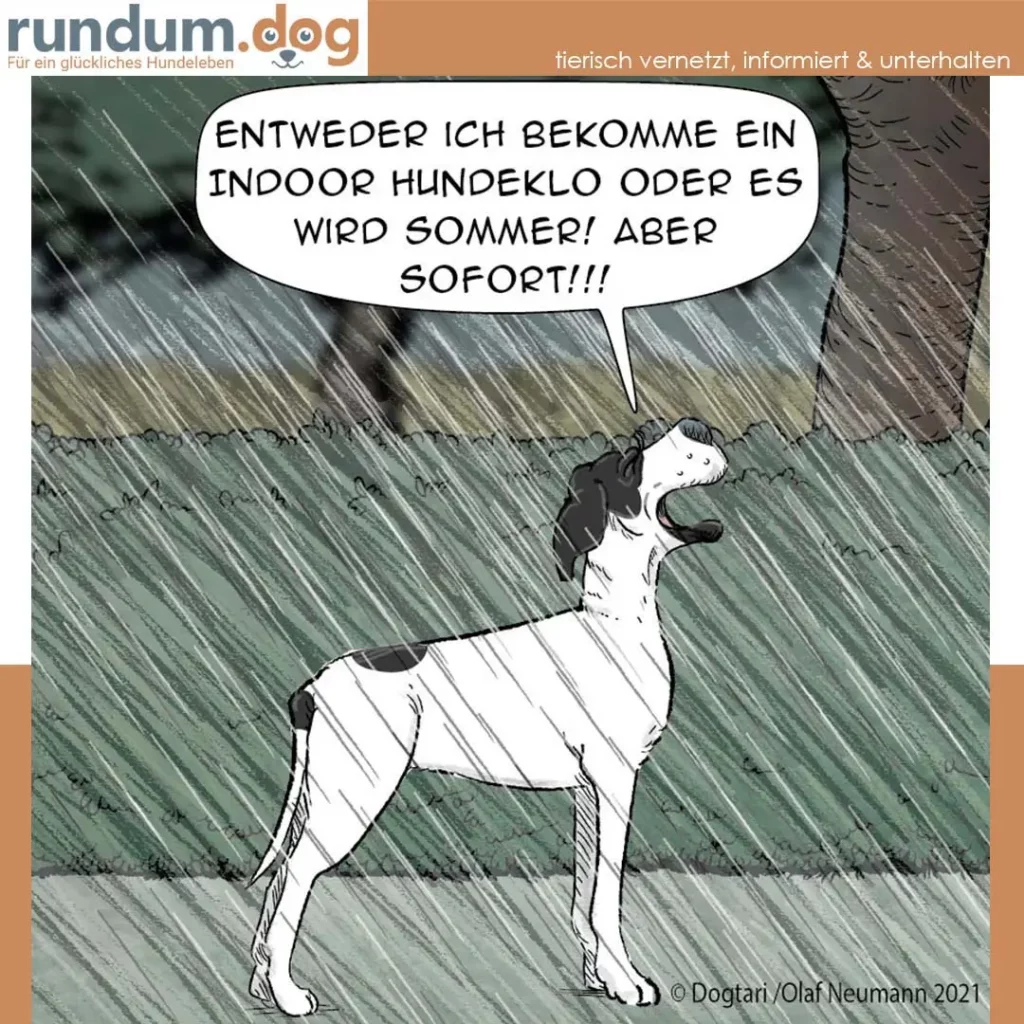 Weiss-schwarzer Hund steht im Regen und blickt nach oben, Sprechblase mit Forderung nach Hundeklo oder Sommer