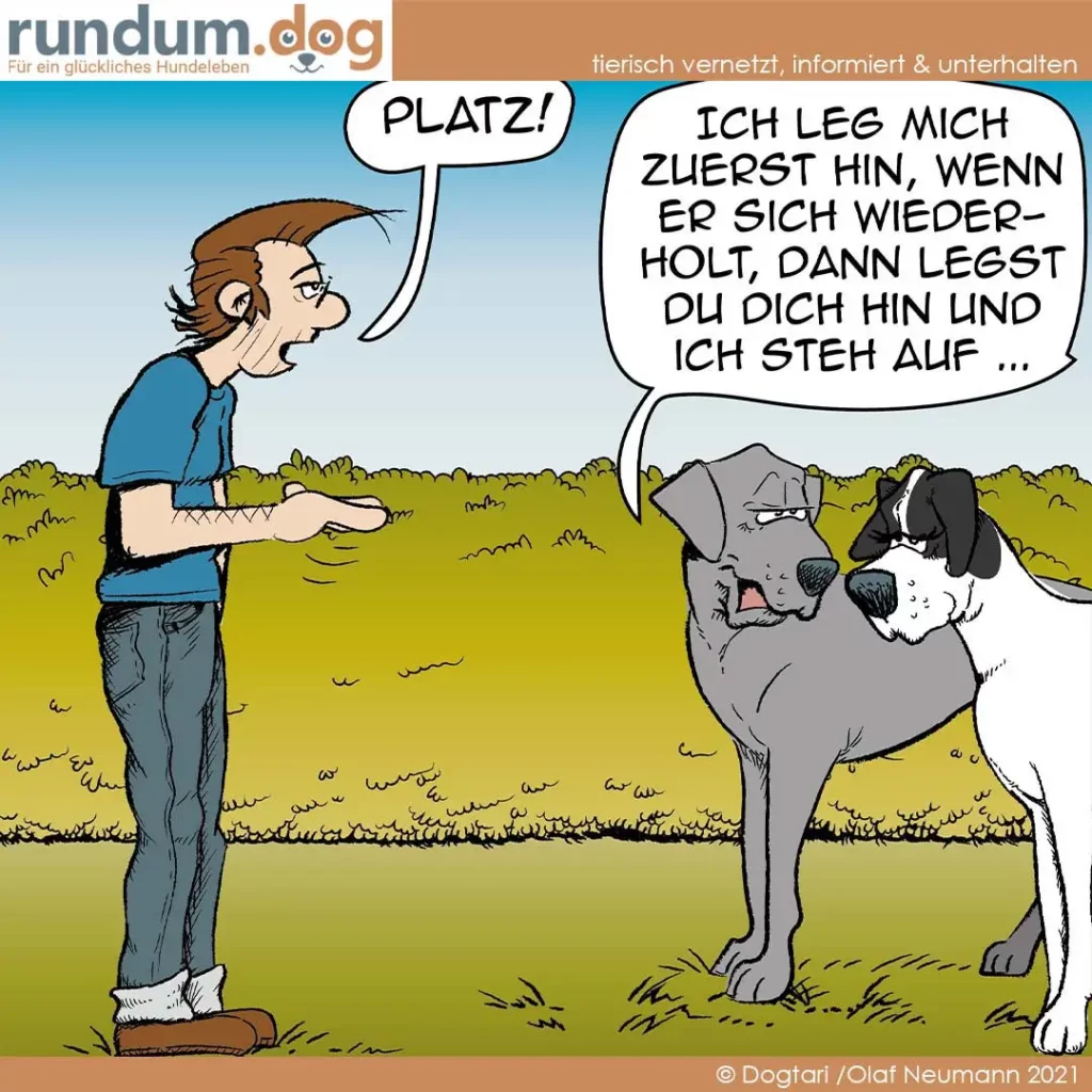 Frau ruft «Platz!» zu zwei Hunden auf Wiese; grauer Hund liegt gehorsam, schwarzweisser Hund schaut verwirrt