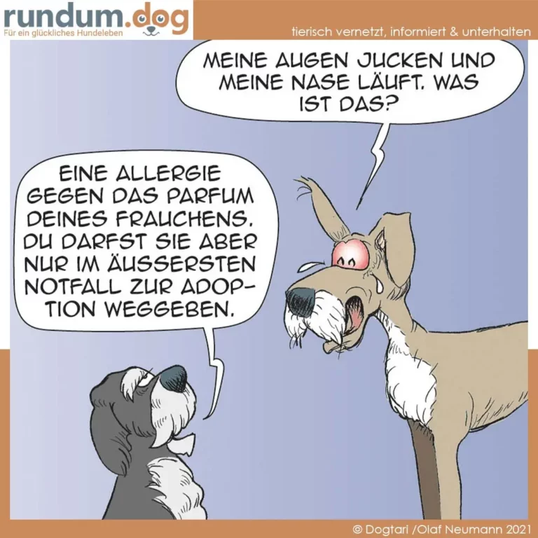 Kleiner Hund schaut zu grossem Hund auf: «Meine Augen jucken und meine Nase läuft. Was ist das?» Grosser Hund antwortet: «Eine Allergie gegen das Parfum deines Frauchens.»