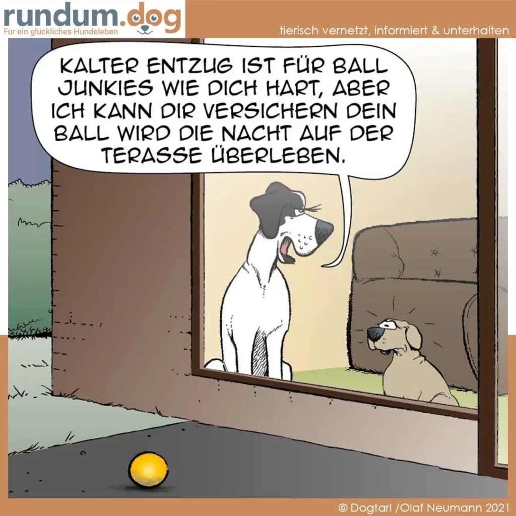 Hund sitzt vor Fenster und spricht zu kleinerem Hund drinnen. Gelber Ball liegt draussen auf dem Boden.