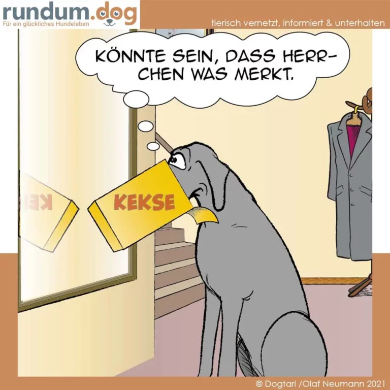 Grauer Hund hält ein gelbes Kekspaket in der Schnauze, schaut einen Mann an und denkt: «Könnte sein, dass Herrchen was merkt.»