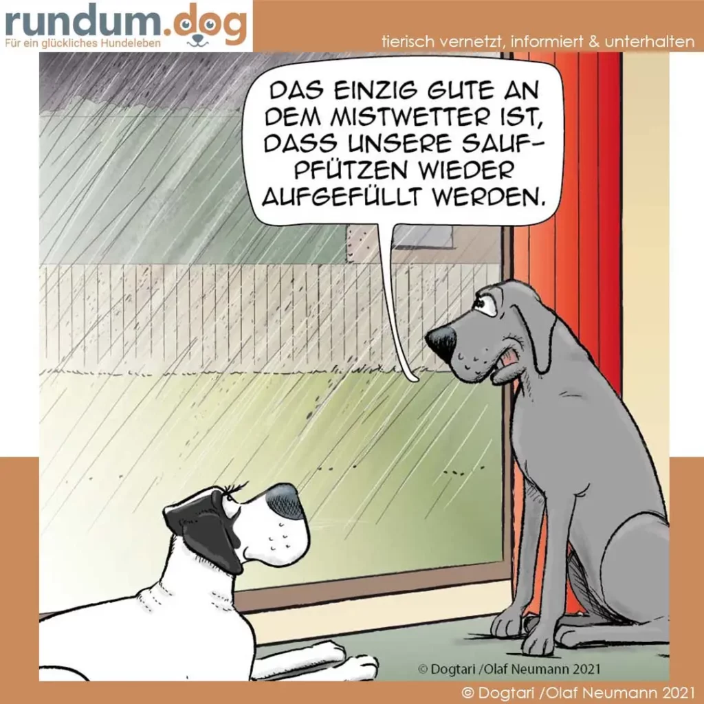 Grosser grauer Hund sitzt im Regen vor einer roten Tür und spricht zu kleinem schwarzweissem Hund: Das einzig Gute am Mistwetter ist, dass unsere Saufpfützen wieder aufgefüllt werden.