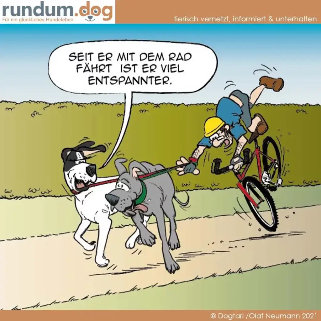 Zwei Hunde an der Leine ziehen einen Radfahrer mit Helm und gelbem Schutzhelm über einen Weg, während einer der Hunde sagt: «Seit er mit dem Rad fährt ist er viel entspannter»