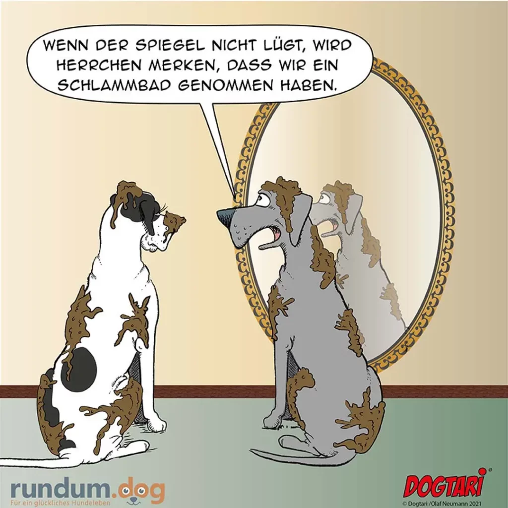 Weisser Hund mit braunen Flecken sitzt vor einem grossen Spiegel, sein Spiegelbild zeigt drei Hunde; Sprechblase: «Wenn der Spiegel nicht lügt, wird herrchen merken, dass wir ein Schlammbad genommen haben.»