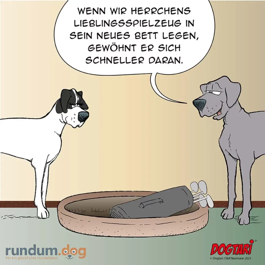 Zwei Hunde stehen neben einem Hundebett mit einer Person darin, einer schaut ratlos