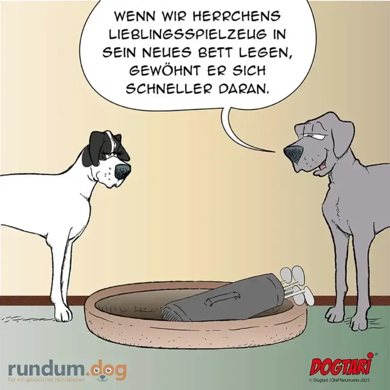 Zwei Hunde stehen neben einem Hundebett mit einer Person darin, einer schaut ratlos