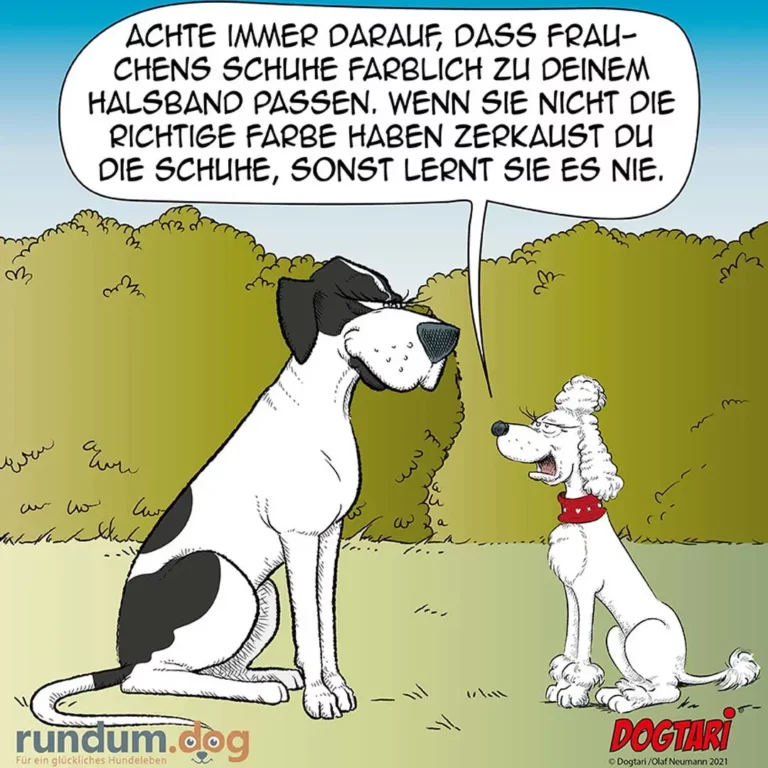 Grosser weiss-schwarzer Hund sitzt vor kleinem weissem Hund mit rotem Halsband und erklärt ihm etwas