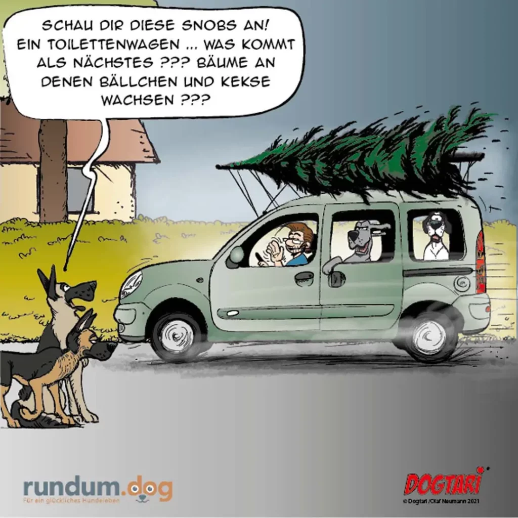 Hund schaut auf einen Lieferwagen mit Weihnachtsbaum auf dem Dach und fragt sich, was als nächstes kommt