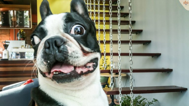 Frenchi, offensichtlich Qualzucht