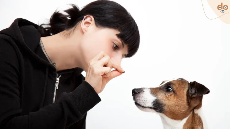 Die Gesundheit deines Hundes: Ein einfacher Überblick