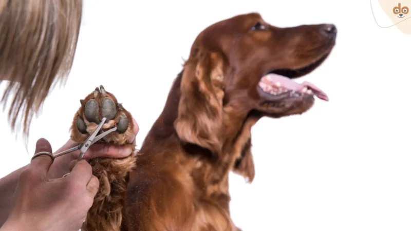 Hundeschuhe