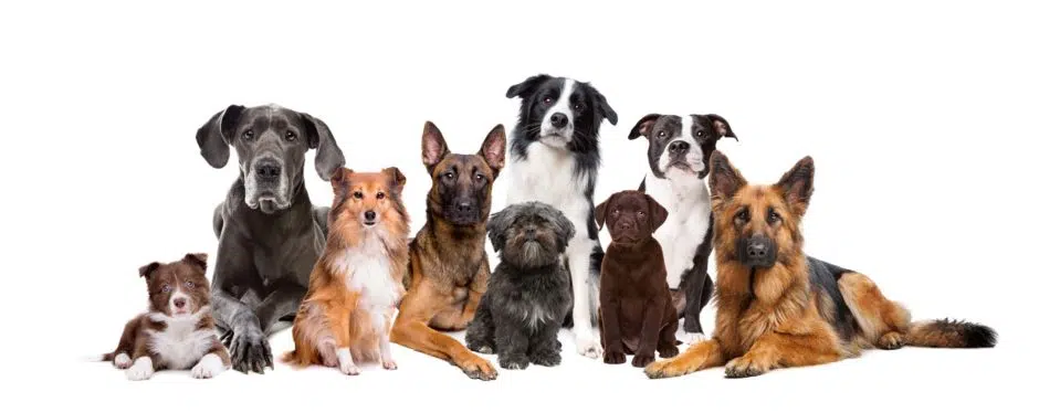 Gruppe verschiedener Hunde im Platz