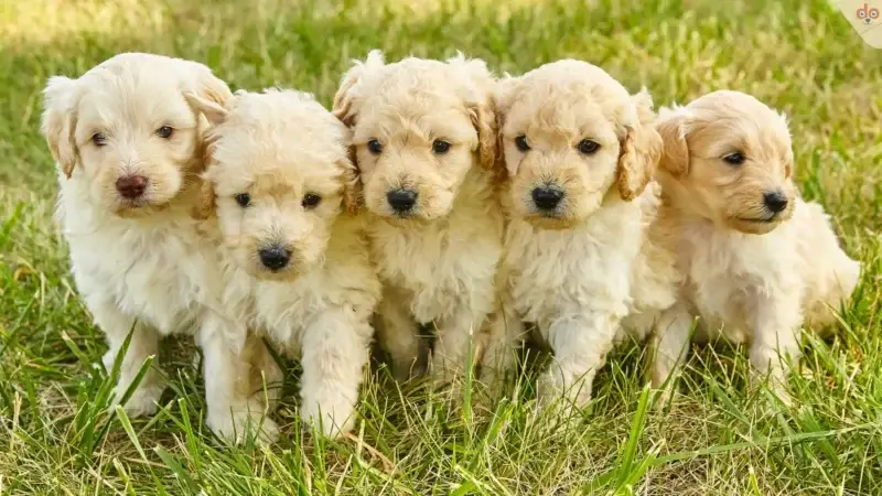 Von Inzucht bis Gesundheitschecks: Alles über die Hundezucht