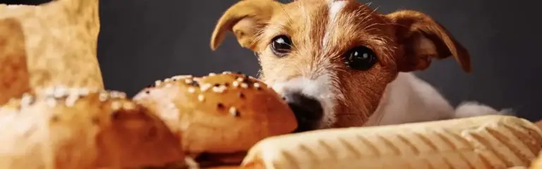 Darf ich den Hund vom Tisch füttern?