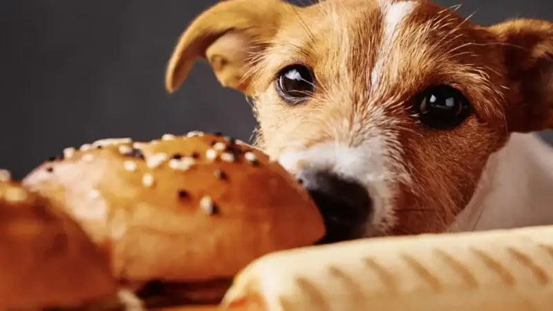 Darf ich den Hund vom Tisch füttern?