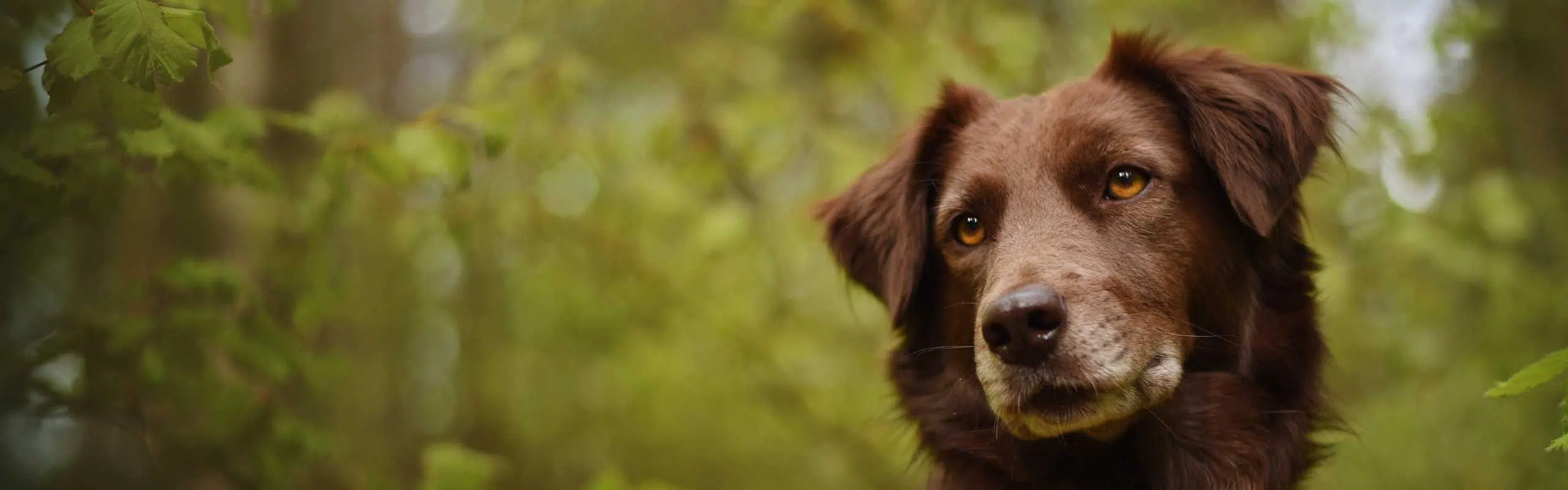 Hund schaut waise und kritisch im Wald