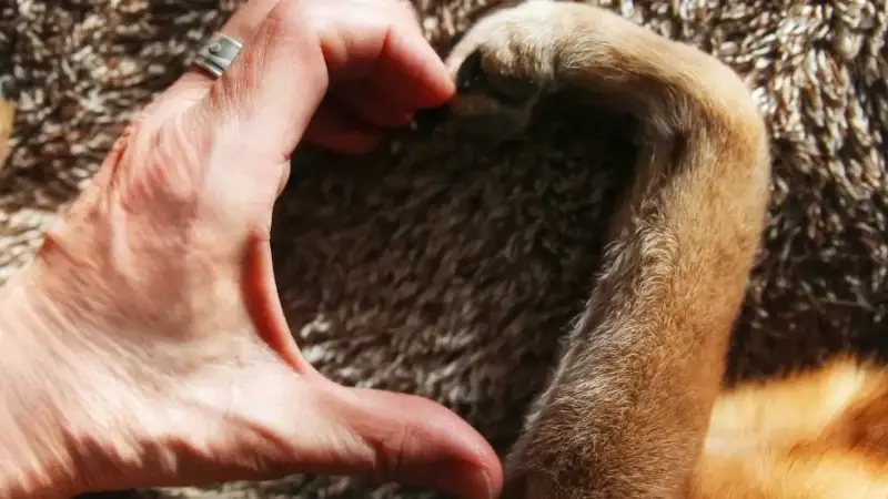 Hundehaltung