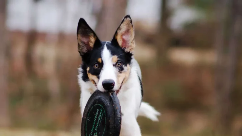 Was will mein Hund mir sagen, wenn er mir ein Spielzeug zur Begrüßung bringt?
