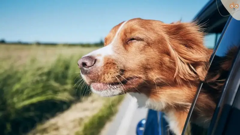 Doggles