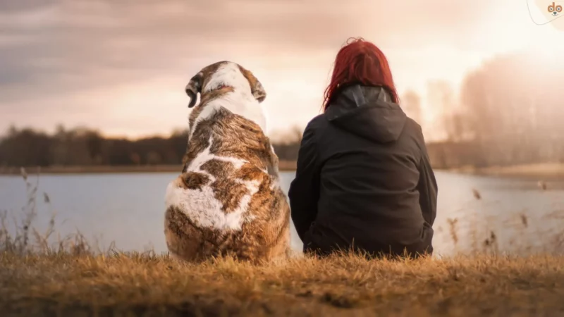 Hundesportarten, bei denen Hund und Halter gemeinsam aktiv werden