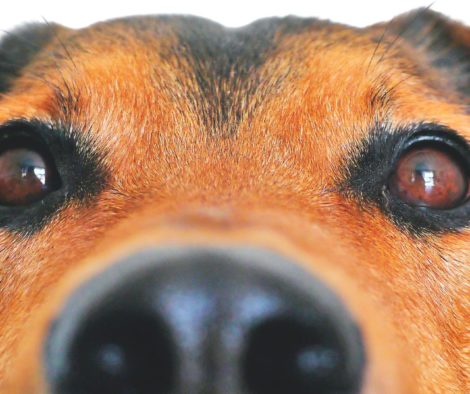 Hund späht als grossAufnahme