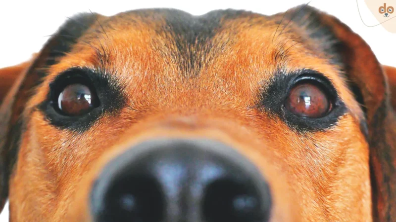 50 Fakten über Hunde, die Du wahrscheinlich nicht kanntest