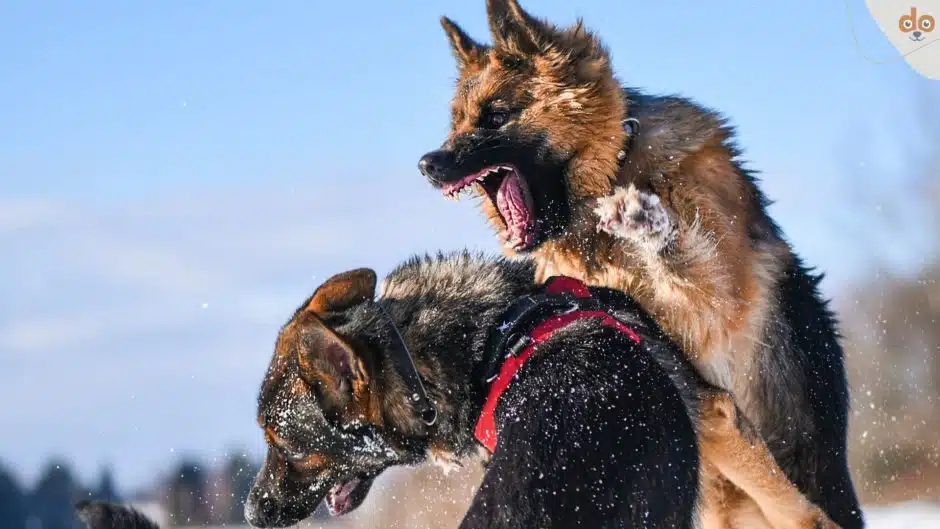 Schäferhund im Schnee kömpfen oder spielen?