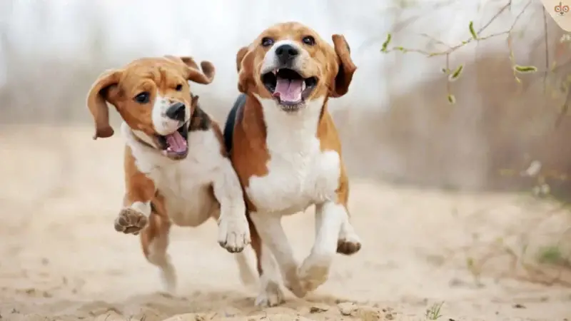 Können Hunde süchtig nach Spielen werden?