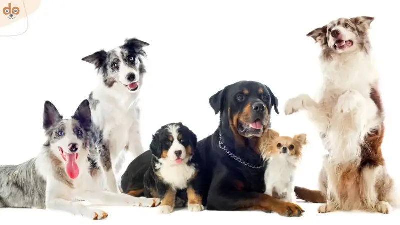 Wie gross wird mein Hund?