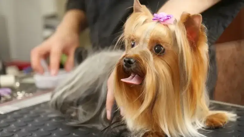 Hundeshampoo