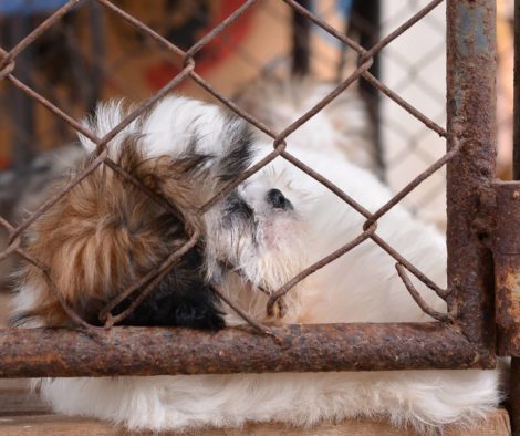 hundehandel-katastrophale-zuchtbedingungen-muttertir